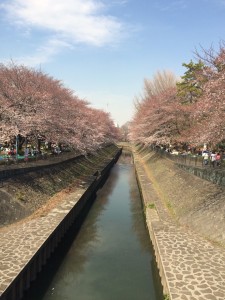 杉並善福寺川