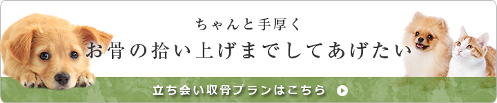 立ち合い収骨プラン